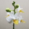 Phal. Liu's Triprince 'PYL' 2.5'' УЦЕНКА (мех.пов.листиков)