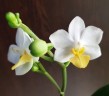 Phal. Liu's Triprince 'PYL' 2.5'' УЦЕНКА (мех.пов.листиков)