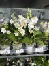 Phal. Liu's Triprince 'PYL' 2.5'' УЦЕНКА (мех.пов.листиков)
