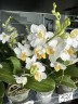 Phal. Liu's Triprince 'PYL' 2.5'' УЦЕНКА (мех.пов.листиков)