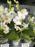 Phal. Liu's Triprince 'PYL' 2.5'' УЦЕНКА (мех.пов.листиков)