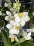Phal. Liu's Triprince 'PYL' 2.5'' УЦЕНКА (мех.пов.листиков)