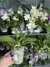 Phal. Liu's Triprince 'PYL' 2.5'' УЦЕНКА (мех.пов.листиков)
