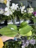 Phal. Liu's Triprince 'PYL' 2.5'' УЦЕНКА (мех.пов.листиков)