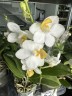 Phal. Liu's Triprince 'PYL' 2.5'' УЦЕНКА (мех.пов.листиков)