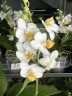 Phal. Liu's Triprince 'PYL' 2.5'' УЦЕНКА (мех.пов.листиков)
