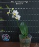 Phal. Liu's Triprince 'PYL' 2.5'' УЦЕНКА (мех.пов.листиков)