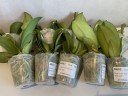 Phal. Liu's Triprince 'PYL' 2.5'' УЦЕНКА (мех.пов.листиков)