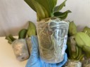 Phal. Liu's Triprince 'PYL' 2.5'' УЦЕНКА (мех.пов.листиков)