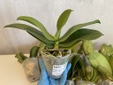 Phal. Liu's Triprince 'PYL' 2.5'' УЦЕНКА (мех.пов.листиков)