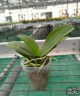 Phal. Liu's Triprince 'PYL' 2.5'' УЦЕНКА (мех.пов.листиков)