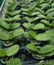 Phal. Liu's Triprince 'PYL' 2.5'' УЦЕНКА (мех.пов.листиков)