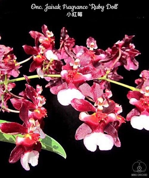 Onc. Jairak Fragrance 'Ruby Doll' 2.5"