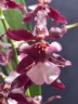 Onc. Jairak Fragrance 'Ruby Doll' 2.5"