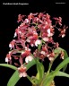 Onc. Jairak Fragrance 'Ruby Doll' 2.5"