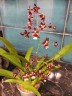 Onc. Jairak Fragrance 'Ruby Doll' 2.5"