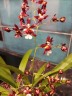 Onc. Jairak Fragrance 'Ruby Doll' 2.5"