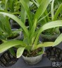 Onc. Jairak Fragrance 'Ruby Doll' 2.5"
