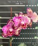 Phal. I-Hsin The Big Bang '2 eyes' 2.5''