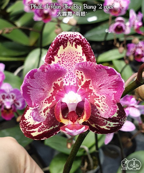 Phal. I-Hsin The Big Bang '2 eyes' 2.5''
