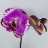 Phal. (Da Shang Rosy Clouds × OX King) × (Ever Spring Peral × Da Shang Rosy Clouds) 2.5'' УЦЕНКА