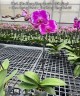Phal. (Da Shang Rosy Clouds × OX King) × (Ever Spring Peral × Da Shang Rosy Clouds) 2.5'' УЦЕНКА