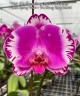 Phal. (Da Shang Rosy Clouds × OX King) × (Ever Spring Peral × Da Shang Rosy Clouds) 2.5'' УЦЕНКА