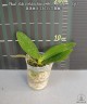 Phal. Miki Golden Sand '1363' (peloric - 3 lips) 2.5"