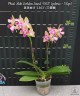 Phal. Miki Golden Sand '1363' (peloric - 3 lips) 2.5"