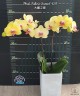 Phal. Fuller's Sunset '109'	2.5"