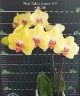 Phal. Fuller's Sunset '109'	2.5"