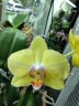 Phal. Fuller's Sunset '109'	2.5"