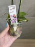 Мини орхидея Nikki - Садовник Opti-flor (2 цветоноса; Ø 7 см)