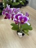 Мини орхидея Nikki - Садовник Opti-flor (2 цветоноса; Ø 7 см)