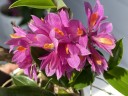 Dendrobium Hibiki (Ø 9 см)