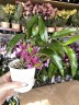 Dendrobium Hibiki (Ø 9 см)