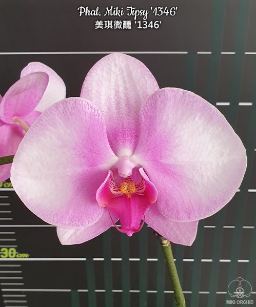 Phal. Miki Tipsy '1346' 2.5"