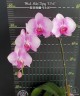 Phal. Miki Tipsy '1346' 2.5"