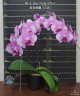 Phal. Miki Tipsy '1346' 2.5"