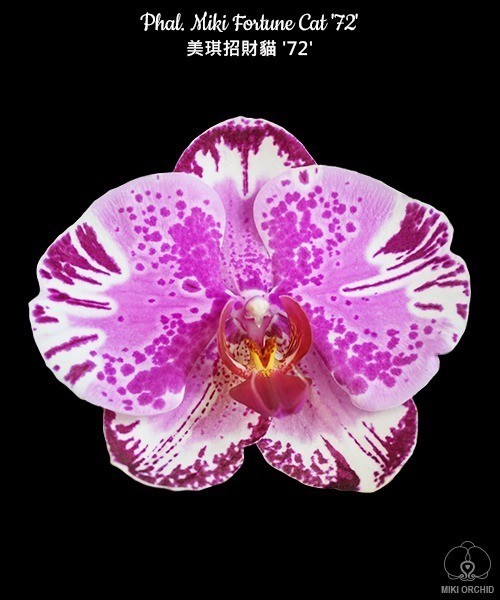 Phal. Miki Fortune Cat '72' 2.5''