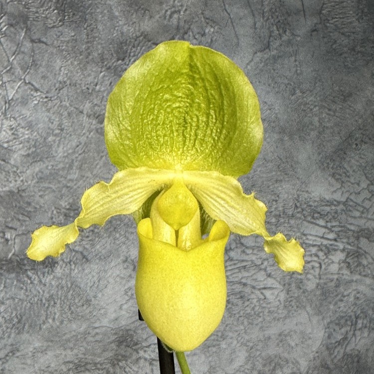 Пафиопедилум Pinocchio Alba Ø 12 см