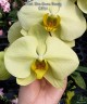 Phal. Star Green Beauty 2.5''