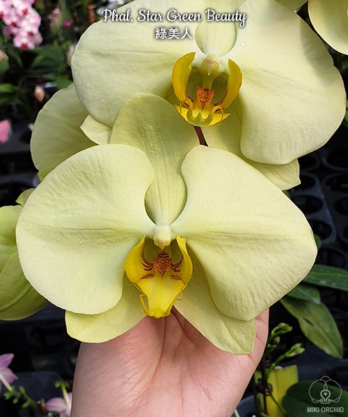 Phal. Star Green Beauty 2.5''