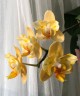 Phal. Little Emperor '3094' (peloric - 2 eyes) 2.5''