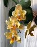 Phal. Little Emperor '3094' (peloric - 2 eyes) 2.5''