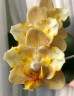 Phal. Little Emperor '3094' (peloric - 2 eyes) 2.5''