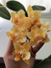Phal. Little Emperor '3094' (peloric - 2 eyes) 2.5''
