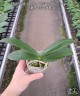 Phal. Little Emperor '3094' (peloric - 2 eyes) 2.5''