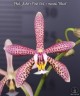 Phal. Jiaho's Pink Girl × mannii 'Black' 2.5''