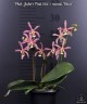 Phal. Jiaho's Pink Girl × mannii 'Black' 2.5''